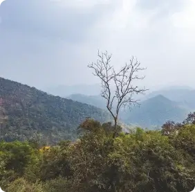 Lambasingi